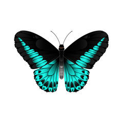 butterfly vector illustration
