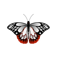 butterfly vector illustration