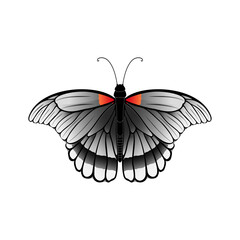 butterfly vector illustration