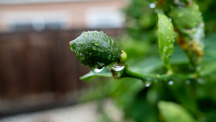 A nascent green lime fruit, covered in sparkling morning dew or fresh raindrops, hangs delicately from its branch.