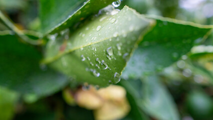 A macro photograph of vibrant green citrus leaves adorned with glistening water droplets, highlighting the freshness of nature after the rain.