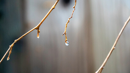 The quiet beauty of nature captured in a single moment, as water droplets hang from delicate, leafless branches against a tranquil, muted background.