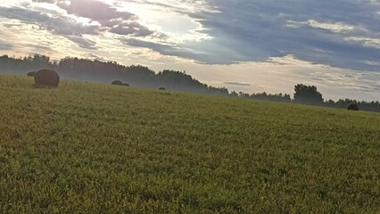 Obraz premium Rural Landscape with Hay Bales and Forest Backdrop Under a Cloudy Sky. Serene Countryside