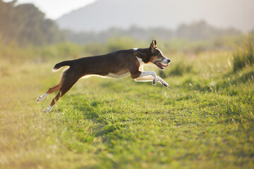 Naklejka premium A muscular dog leaps fully stretched across a dirt trail in golden grass. Its body is extended, catching the warm evening light.