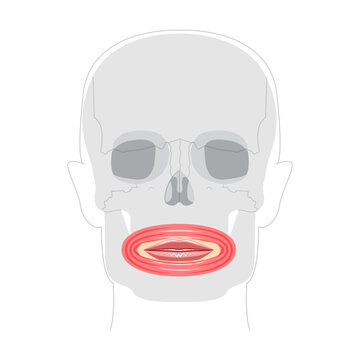 Orbicularis oris - Human mouth muscle anatomy chart responsible for controlling movements of lips, important for facial expressions, speech, and eating, shown as medical reference and educational tool