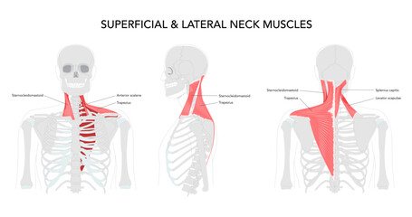 Neck muscle chart, infrahyoid sternohyoid, sternothyroid, thyrohyoid, omohyoid, strap muscles, labeled anatomy, cervical plexus innervation, hyoid movement, larynx depression, science reference