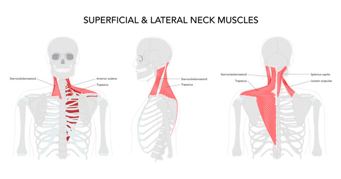 Neck muscle chart, infrahyoid sternohyoid, sternothyroid, thyrohyoid, omohyoid, strap muscles, labeled anatomy, cervical plexus innervation, hyoid movement, larynx depression, science reference