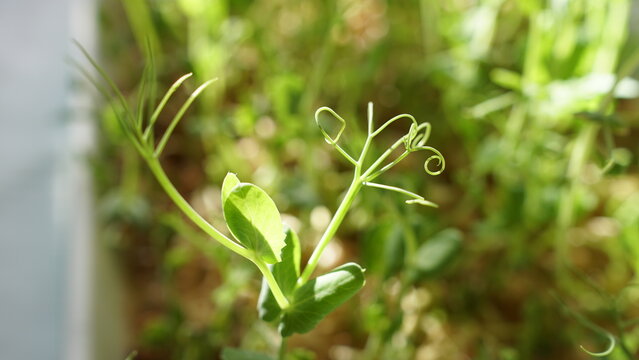 A young green pea sprout reaches towards the sun, its delicate tendrils curling gracefully in search of support and capturing the light.