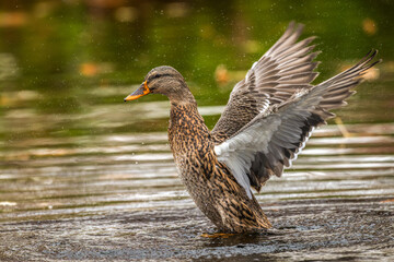 Female mallard duck flaps its wings after bathing.