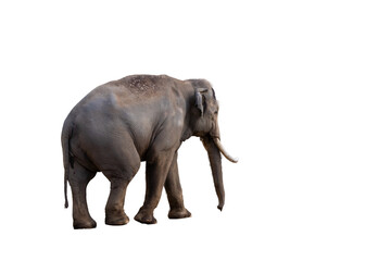 Obraz premium 地面を歩く大きなゾウ