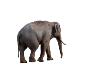 地面を歩く大きなゾウ