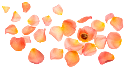 A beautiful array of delicate peach and pink rose petals scattered across a pristine white background, perfect for creating romantic, elegant, or celebratory floral designs and thoughtful greetings