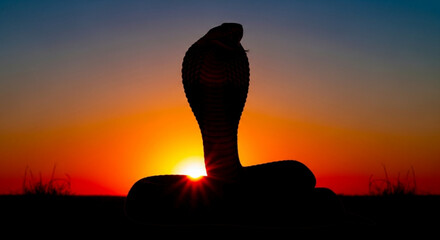 Silhouette of a cobra against a vibrant sunset with orange and yellow hues in the background scene view