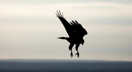 Silhouette of a bird of prey diving down with wings spread against a blurred sky background image
