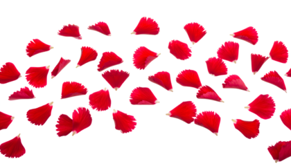 A flowing pattern of scattered red rose petals, suggesting romance, beauty, and nature's delicate artistry, against a pristine white background, ideal for celebrations