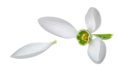Delicate white snowdrop flower with a single fallen petal, symbolizing the fragility and ephemeral beauty of early spring, isolated on a pure white background