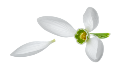 Delicate white snowdrop flower with a single fallen petal, symbolizing the fragility and ephemeral beauty of early spring, isolated on a pure white background