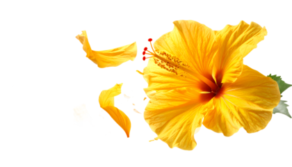 Vibrant yellow hibiscus flower with delicate petals gracefully detaching and floating, beautifully showcasing its ephemeral beauty against a pristine white background