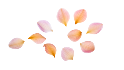 Delicate pink and orange flower petals artfully scattered on a pristine white background create a serene and beautiful composition, embodying the gentle essence of spring and natural beauty