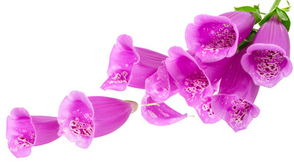 Fototapeta premium Captivating cluster of vibrant purple and pink foxglove blossoms, showcasing their delicate bell-like structure and natural elegance on a pristine white background for botanical themes