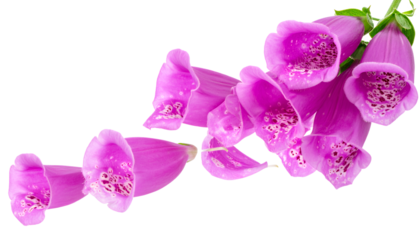 Captivating cluster of vibrant purple and pink foxglove blossoms, showcasing their delicate bell-like structure and natural elegance on a pristine white background for botanical themes