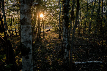 A man is sitting on a bench in Worpswede, Germany in the sun. The picture is taken from behind and he is sitting at the edge of a forest with green leaves. He enjoys the morning sun in autumn.