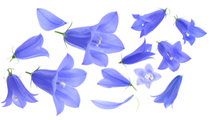 Vibrant Blue Bell Flowers Scattered Against a Clean White Background