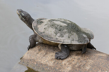 Obraz premium Kreft's River Turtle