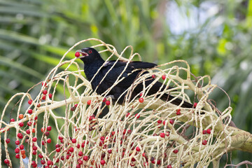 Eastern Koel