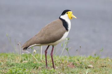 Masked Lapwing 