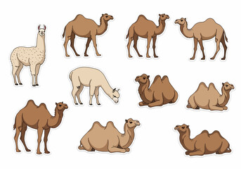Obraz premium Diverse Camel Collection Illustrations of Arabian and Bactrian Camels and Llama