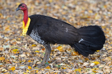 Australian Brushturkey