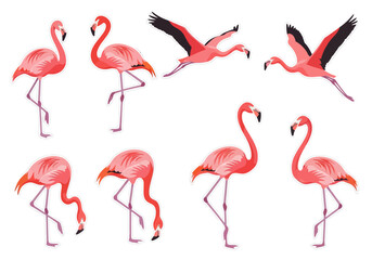 Elegant Flamingo Set Graceful Poses in Vector Illustration