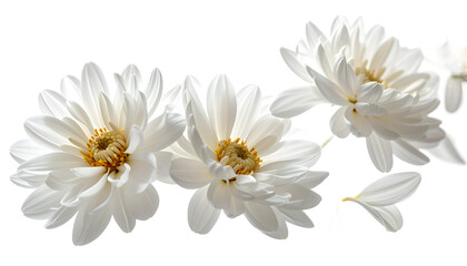 Fototapeta premium Delicate white daisy flowers with soft petals and yellow centers, isolated on a clean white background, evoking purity and simplicity