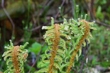 日本のシダ植物　イヌガンソク