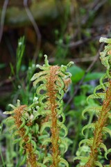 日本のシダ植物　イヌガンソク