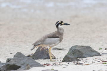 Beach stone-curlew