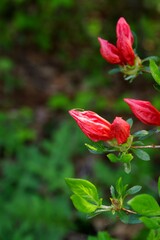 ヤマツツジのつぼみ