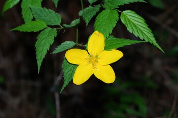 日本の春に咲く山吹の花