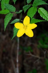 日本の春に咲く山吹の花