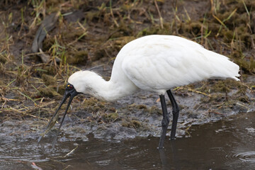 Royal Spoonbill feeding on prawn