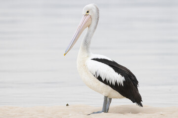 pelican on the beach