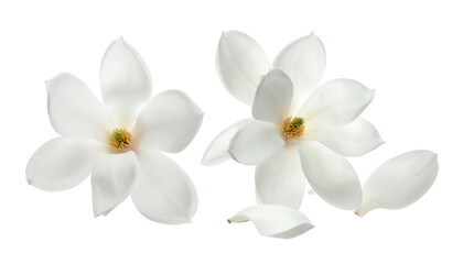 Two delicate white magnolia flowers and petals against a pure white background, isolated and pristine