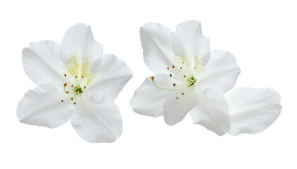 Obraz premium Close-up view of two delicate white jasmine flowers with yellow stamens against a white background