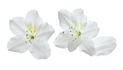 Close-up view of two delicate white jasmine flowers with yellow stamens against a white background