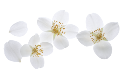 Delicate white jasmine blossoms captured in a close-up studio shot against a clean white background
