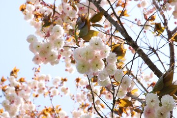 日本の桜　八重桜