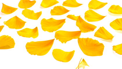 Close-up of bright yellow flower petals scattered across a white background, creating a vibrant and cheerful aesthetic