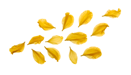 Scattered yellow flower petals isolated on a white background, creating a dynamic and airy composition