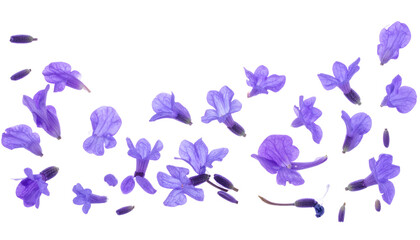 A delicate and vibrant scattering of small purple flower petals and blossoms, beautifully arranged on a clean white background, evoking freshness and natural beauty for spring and summer themes
